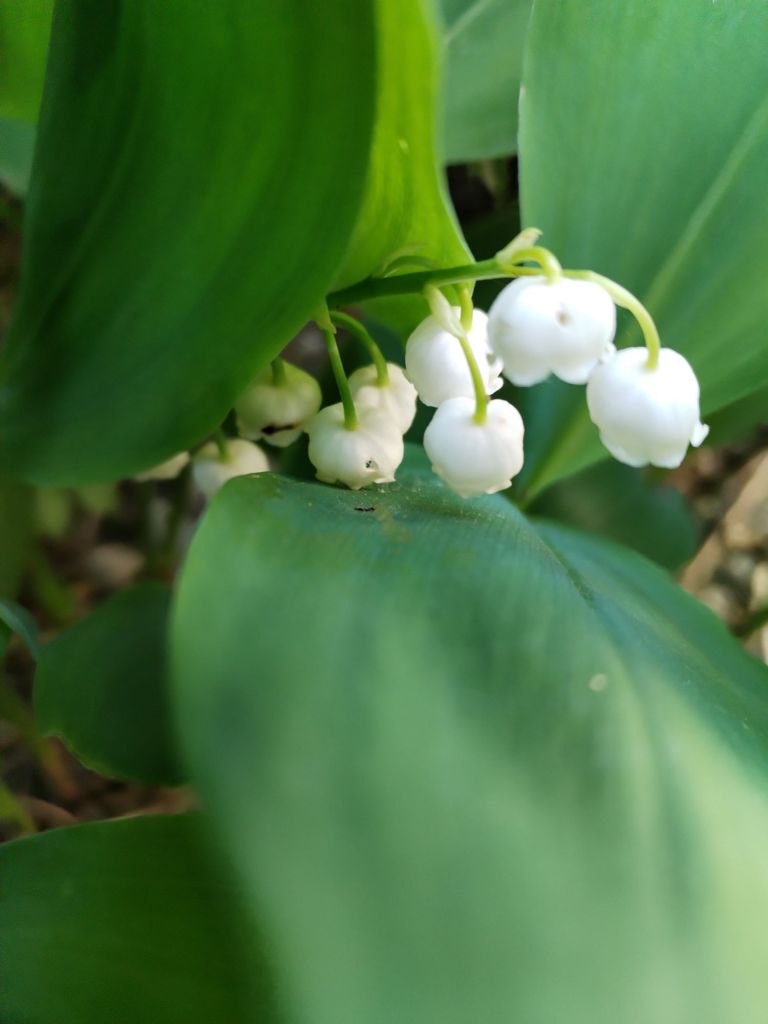 img_20250430_1201286614230486907651767