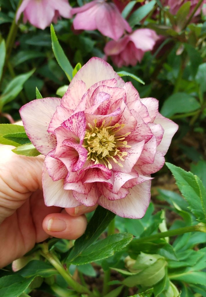 Hellebore